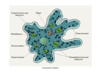 Развитие брюхоногих и двустворчатых