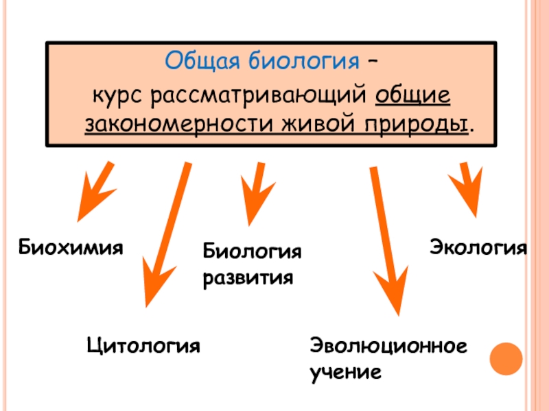 Рассмотрите общее. Основные закономерности живой природы. Закономерности которые управляют живой природой.