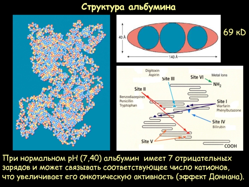 Повышенный альбумин у кошек