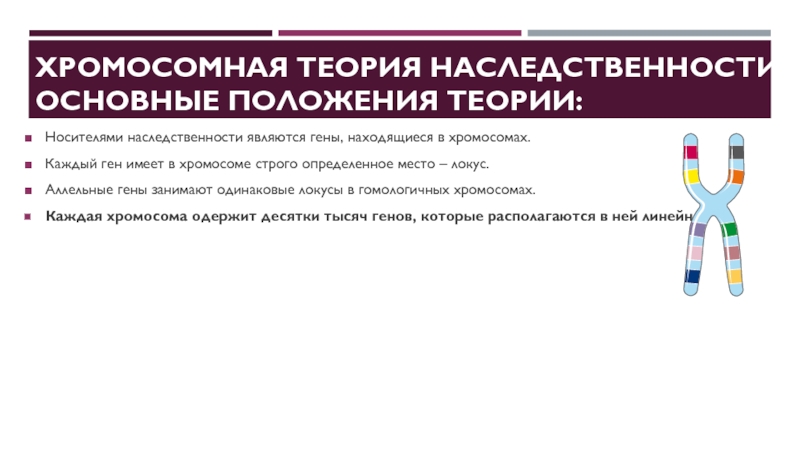 Хромосомная теория наследственности презентация 10 класс