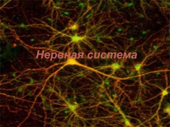 Нервная система. Виды рефлексов