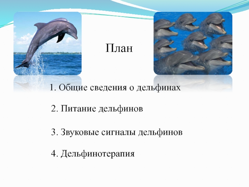 Составьте и запишите план текста из трех пунктов у дельфинов очень хорошо развита слуховая память