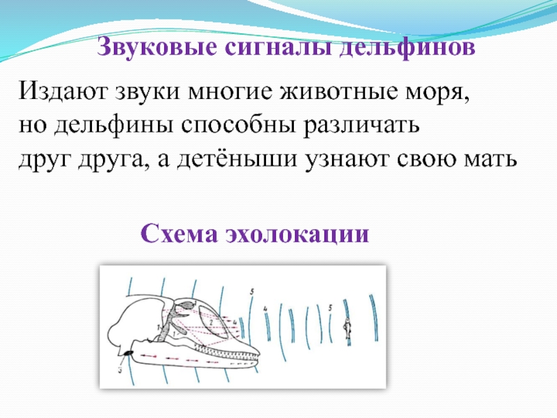 Звуки какой частоты издают дельфины. Звуковые сигналы дельфинов. Дельфины эхолокация. Как издают звуки дельфины. Язык звуков звуковые сигналы у дельфина.