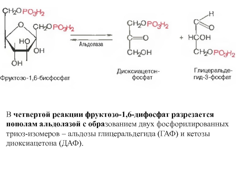 Фруктозо 6 дифосфат. Фруктозо 1 6 бисфосфат в фруктозо 6 фосфат. Фруктозо 1 6 дифосфат формула. Фруктоза 1 6 дифосфат в фруктозо 6 фосфат. Фруктозо 6 фосфат функции.