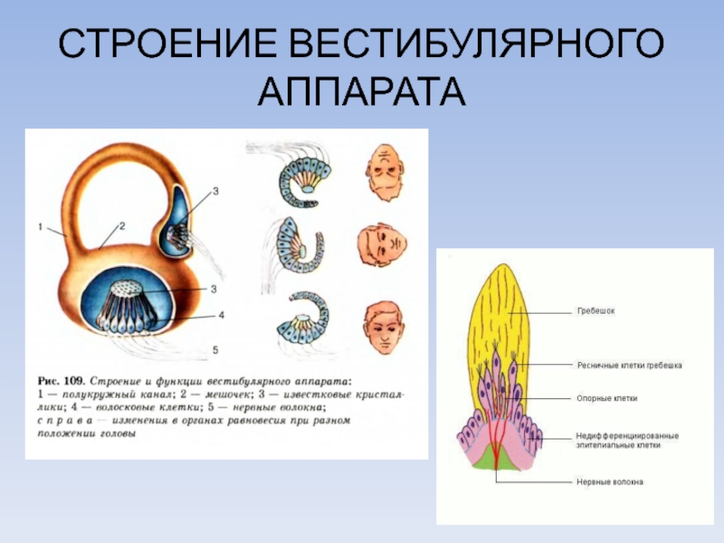 Органы равновесия презентация 8 класс