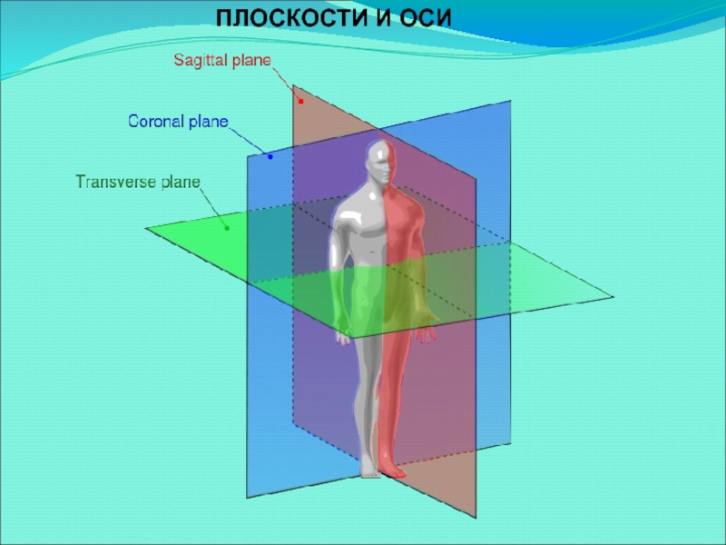 Оси и плоскости человека рисунок