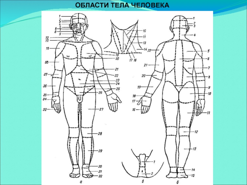 Схема отражающая относительные пропорции основных частей человеческого тела на латинском