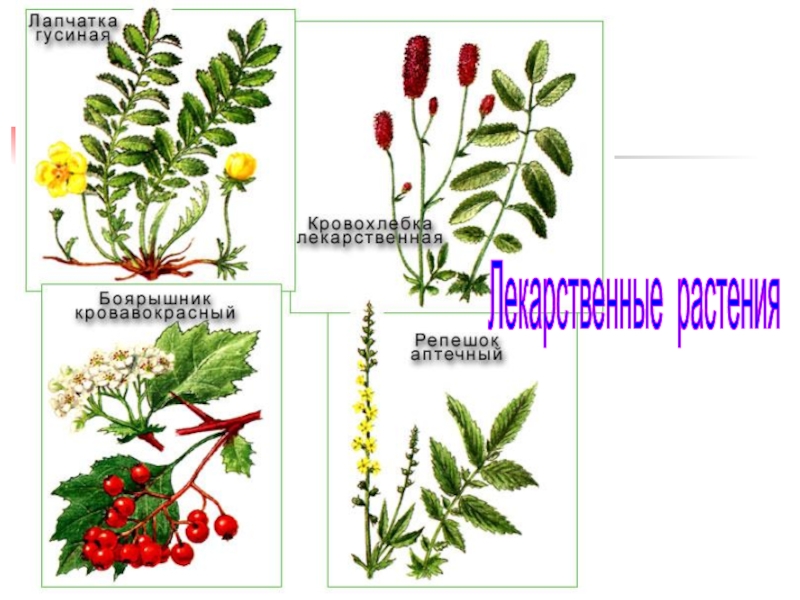 Розоцветные листья