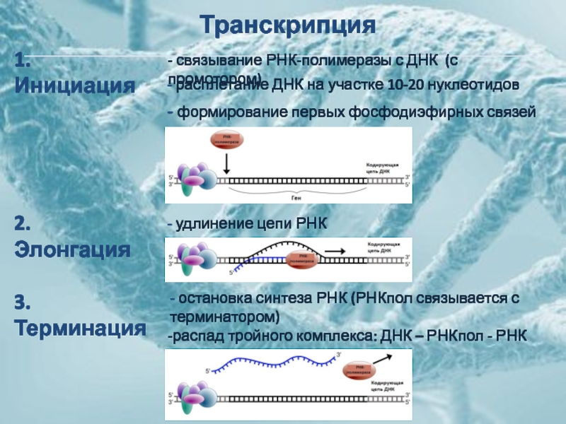 Промоторы рнк полимеразы 3. Связывание РНК полимеразы с промотором. Инициация элонгация терминация ДНК. Терминация транскрипции ДНК. Терминация транскрипции у эукариот.