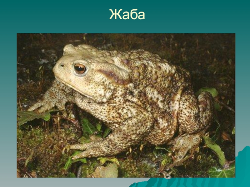 Развитие серой жабы. Серая жаба Bufo Bufo. Колхидская жаба (Bufo verrucosissimus). Паротиды у лягушек. Обыкновенная жаба паротиды.