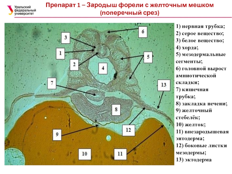 Срез первым порядком