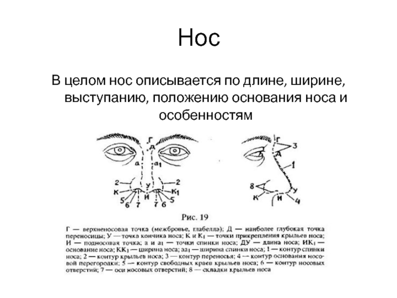 Описание человека по методу словесного портрета образец