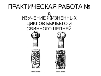 Изучение жизненных циклов бычьего и свинного цепней