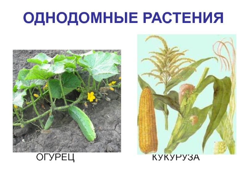 Однодомные растения. Кукуруза однодомное растение. Огурец однодомное или двудомное. Арбуз однодомное или двудомное растение. Огурцы и кукуруза однодомные растения.