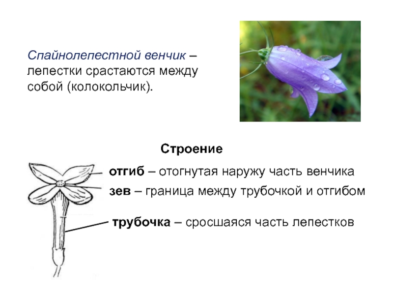 Схема соцветия колокольчик