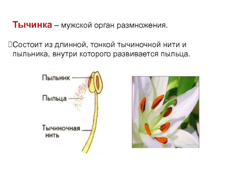 Цветок является органом. Строение тычинки цветка. Тычинка состоит из 6 класс биология. Тычинка пыльник тычиночная нить. Строение тычинка с пыльцой.