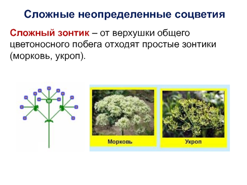 Схема соцветия простой зонтик