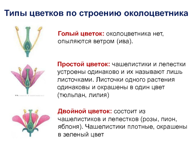 Какой околоцветник вероятнее всего будет у растения лист которого изображен на рисунке почему