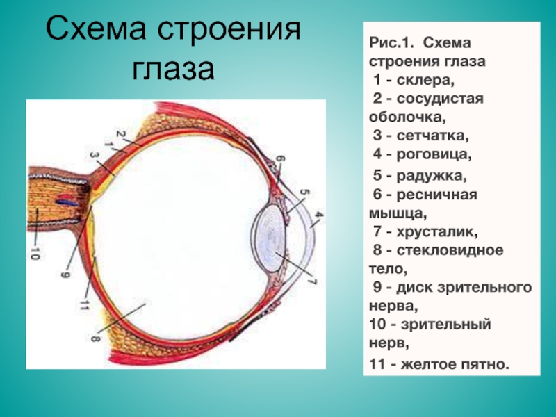 Строение глаза оптическая система глаза. Зрительный анализатор строение анатомия. Строение глаза человека схема. Вспомогательные строение глаза