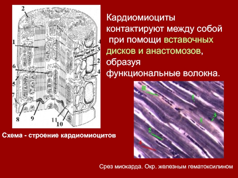 Строение кардиомиоцита схема