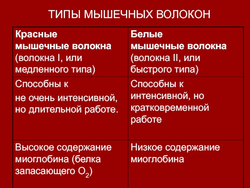 3 типы мышечных волокон