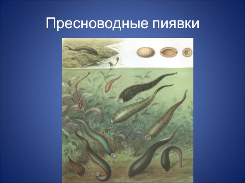 Кровеносная система пиявок червей. Малощетинковые черви активного ила. Малощетинковые черви значение пиявки.