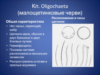 Класс Oligochaeta (малощетинковые черви)