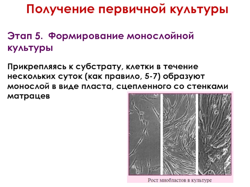 Первичные клетки. Получение первичной культуры (этапы). Монослойные культуры клеток. Получение первичной культуры клеток. Первичные культуры клеток животных.