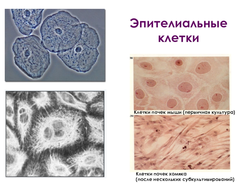 Эпителиальная клетка рисунок