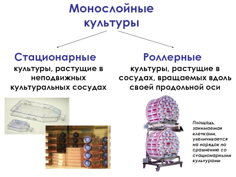 Стабильная культура. Монослойное культивирование клеток. Монослойные культуры. Монослойные культуры животных клеток. Суспензионные и монослойные культуры клеток.