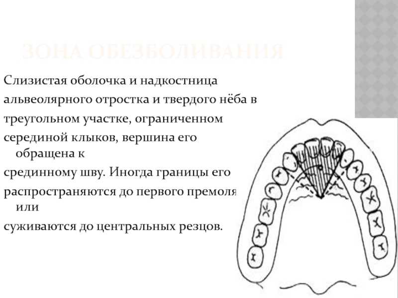 Область альвеолярного отростка верхней челюсти. Строение альвеолярного гребня. Наружная стенка альвеолярного отростка. Аномалии альвеолярного отростка. Строение альвеолярного отростка.