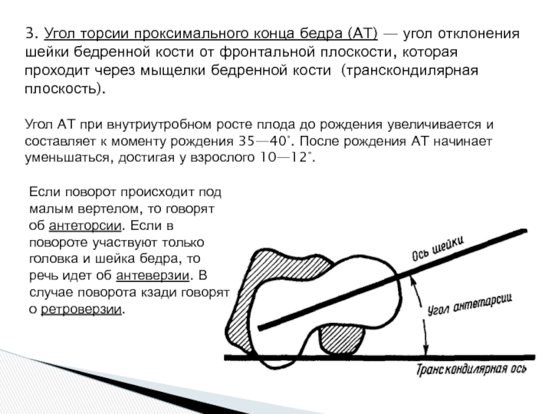 Концы бедренной кости