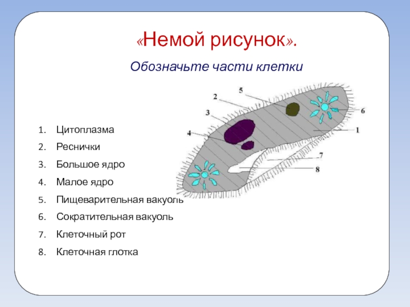 Клеточный рот. Реснички ядро пищеварительная вакуоль. Пищеварительная вакуоль в клетке. Клеточный рот и клеточную глотку имеет.