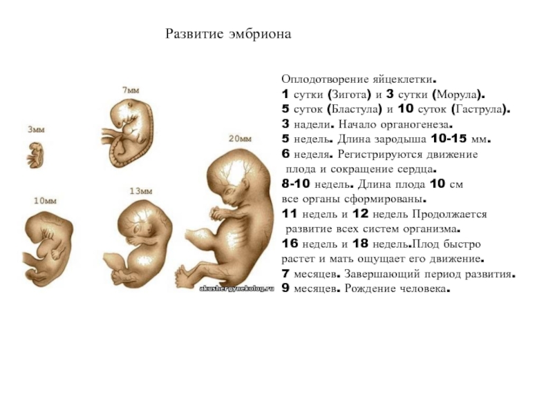 В 2 3 недели 0. Формирование органов плода по неделям беременности. Плод в 2 месяца беременности размер плода. 3 Неделя эмбрионального развития. Зародыш эмбрион плод стадии.