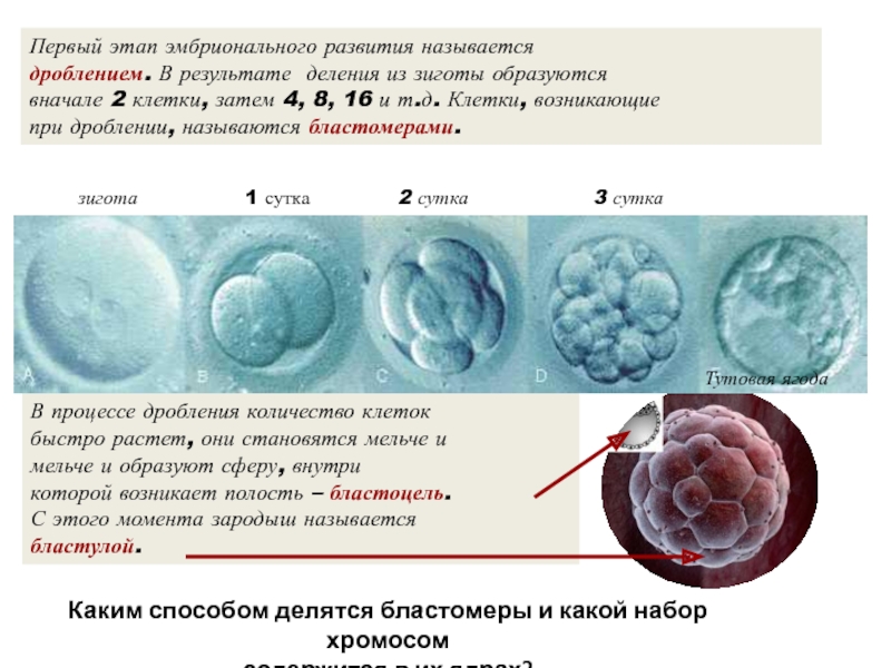 Какое количество хромосом в зиготе человека. Этапы эмбрионального развития дробление. Вид деления клеток при дроблении зиготы. Дробление эмбриональный этап. Клетка зигота.