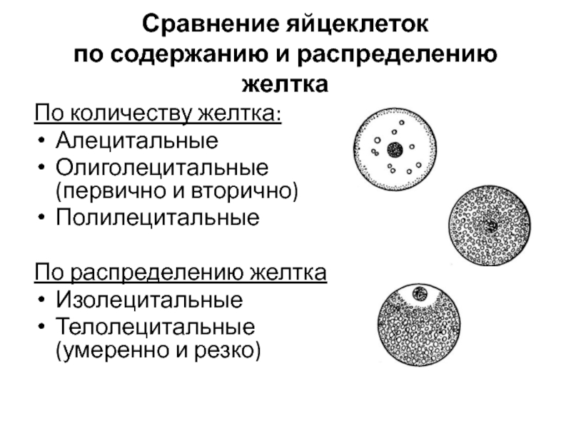 Сколько яйцеклеток. Первичная изолецитальная яйцеклетка. Изолецитальные телолецитальные. Классификация яйцеклеток по содержанию желтка. Типы яйцеклеток по содержанию и распределению лецитина..