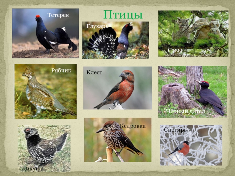 Промысловые птицы россии фото с названиями