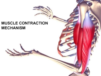 Muscle contraction mechanism