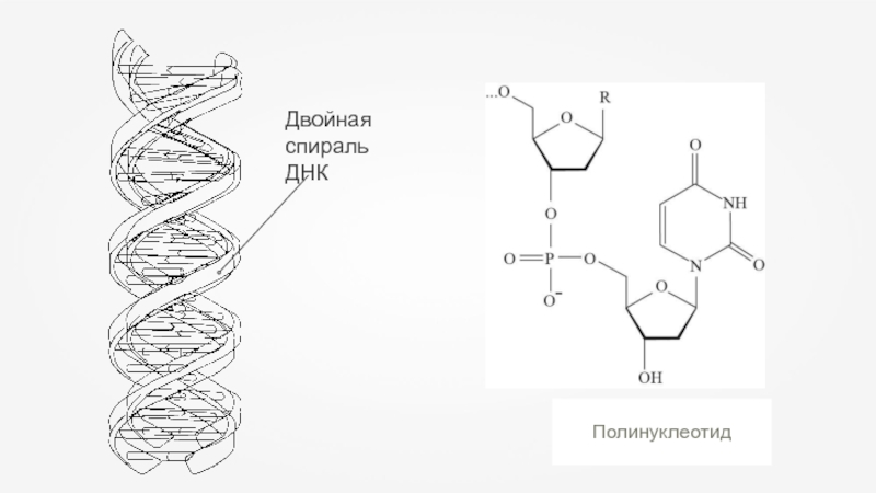 Рисунок двойной спирали