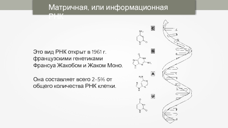 Матричная цепь рнк. Схема строения всех видов РНК. Схема строения информационной РНК. Схема структуры РНК. Матричная РНК И информационная РНК.