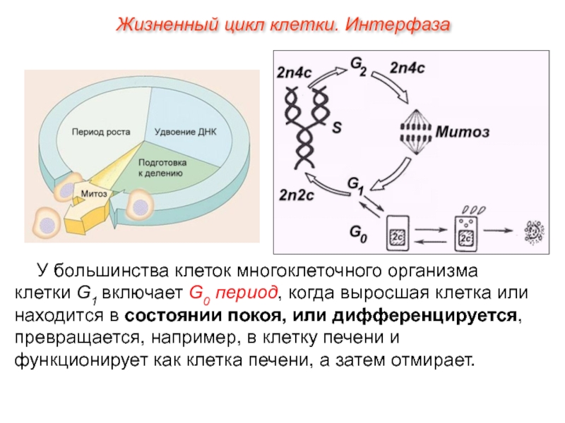 Какой цифрой на рисунке отмечен постсинтетический период жизненного цикла клетки