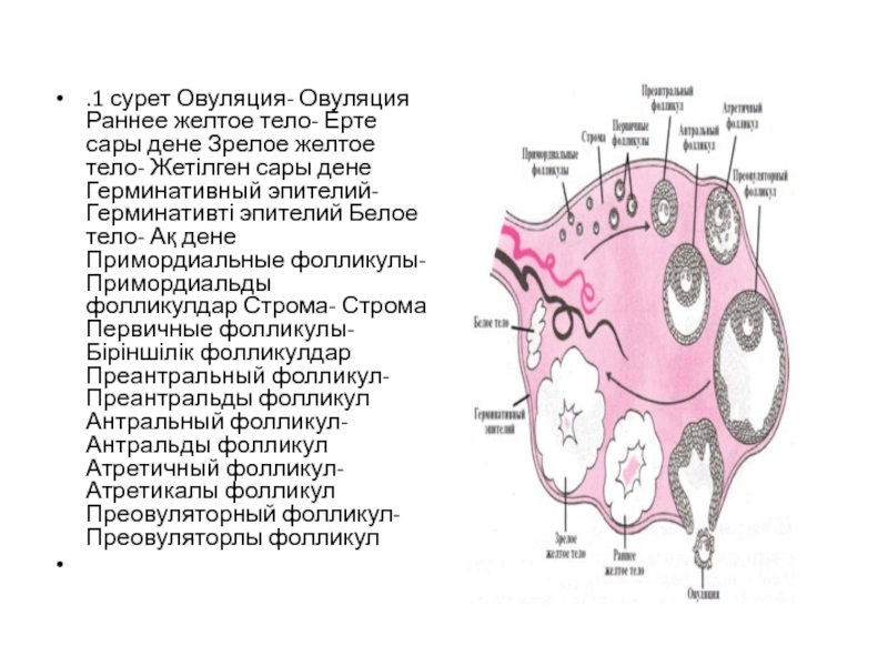 Что такое белое тело. Желтое тело и белое тело.