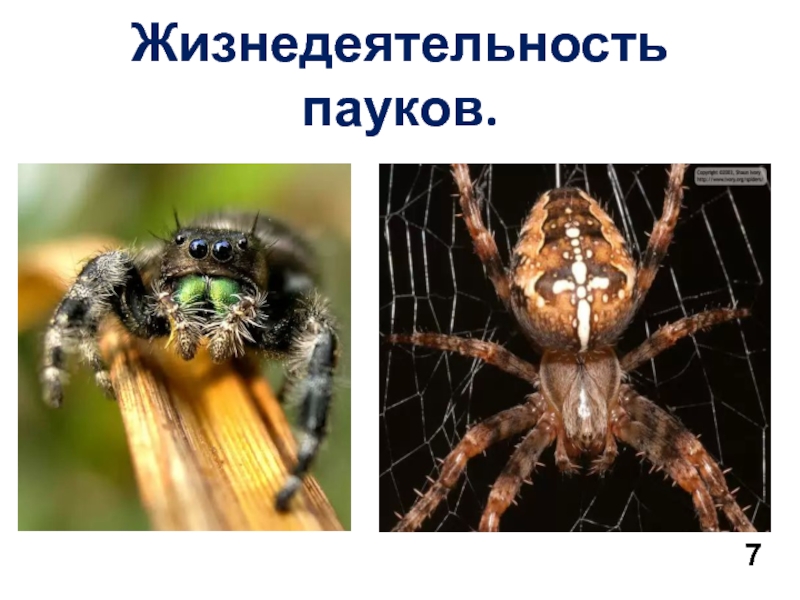 Паук 7. Процессы жизнедеятельности паукообразных и насекомых. Пауки органы осязания. Тело пауков разделено на и на голове расположены глаза. Организм осязания у паков.