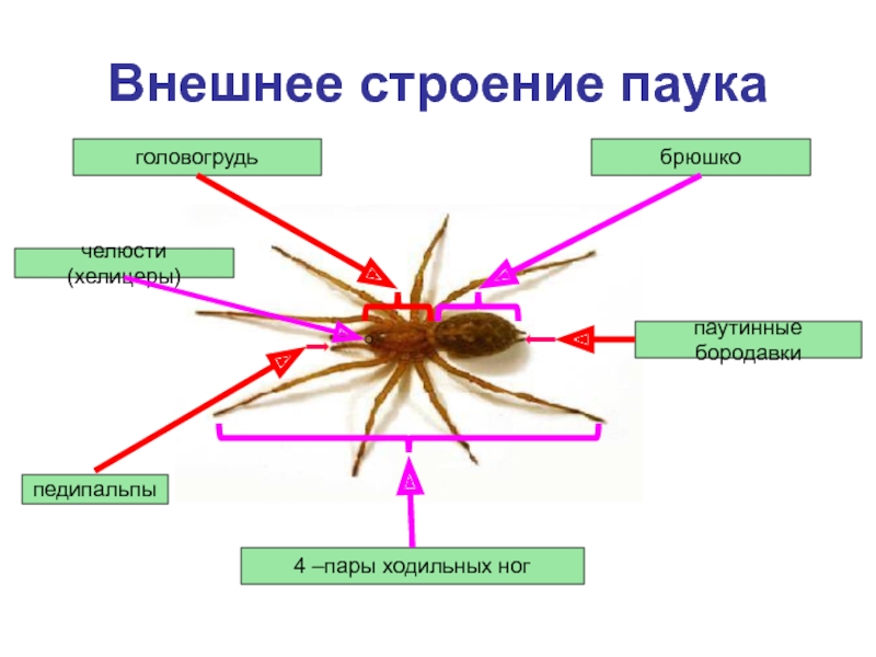 Находиться внешний. Хелицеры паука строение. Паутинные бородавки пауков строение паука. Внешнее строение паука. Строение паукообразных таблица.