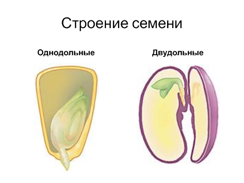 Однодольные и двудольные картинки