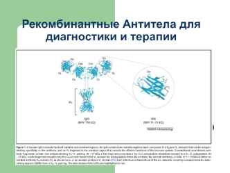 Recombinant antibodies for diagnosis and therapy