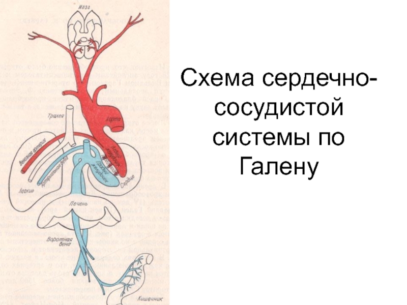 Схемы по физиологии человека