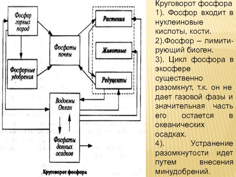 Составьте схему круговорота фосфора и разными стрелками покажите перемещение фосфорсодержащих