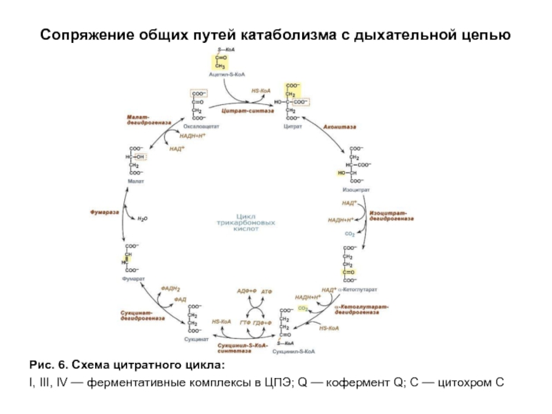 Схема общего пути катаболизма