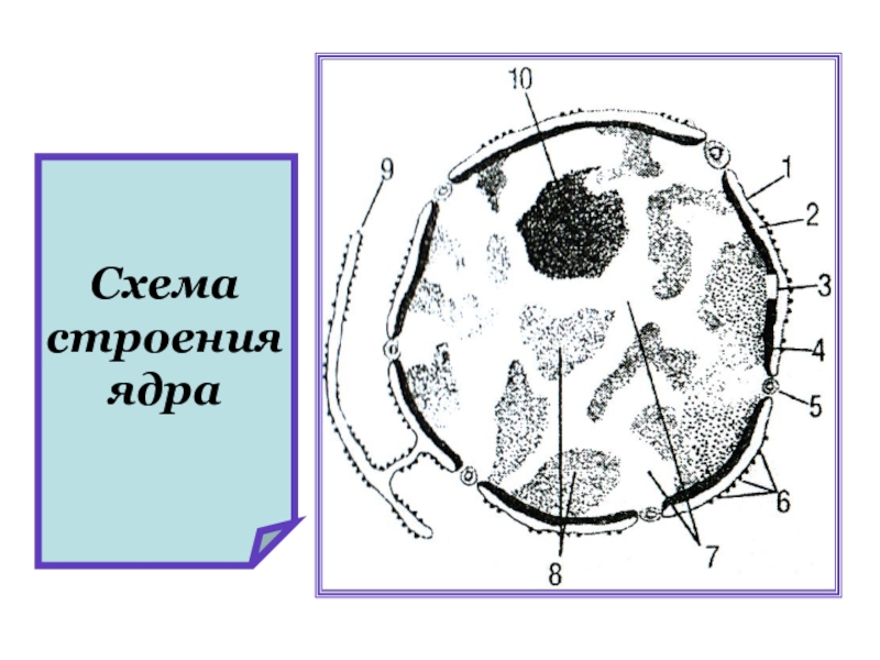 Схема строения ядра